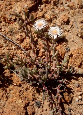 Mesembryanthemum oculatum