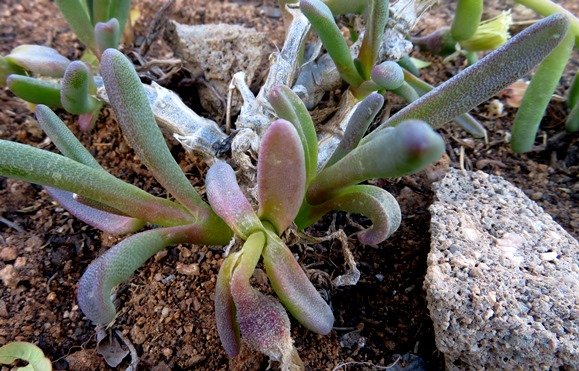 Mesembryanthemum prasinum leaves