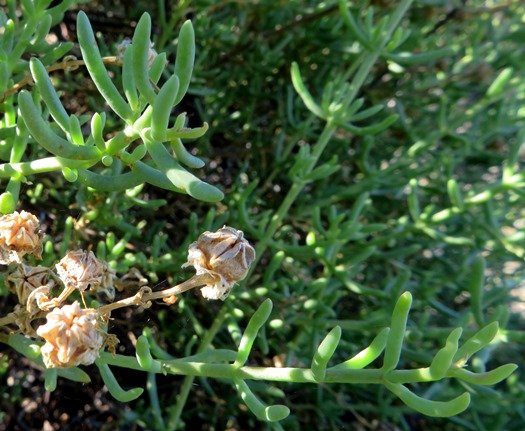 Mesembryanthemum splendens decussate leaves