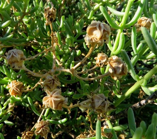 Mesembryanthemum splendens fruit capsules