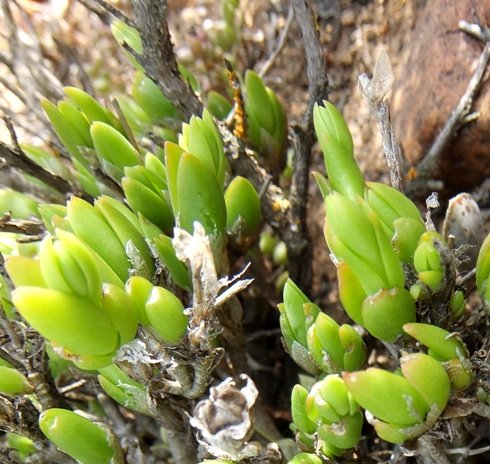 Mesembryanthemum tortuosum leaves
