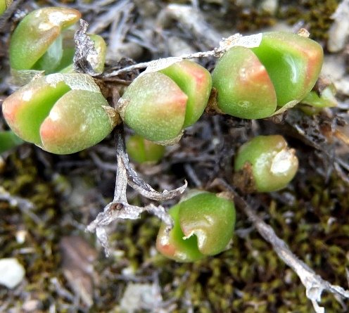 Mesembryanthemum
