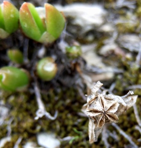 Mesembryanthemum tortuosum fruit capsule