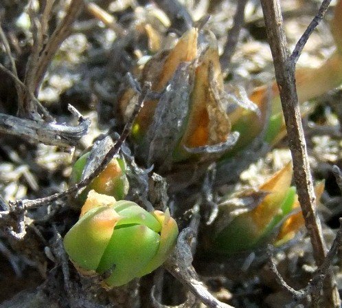 Mesembryanthemum tortuosum