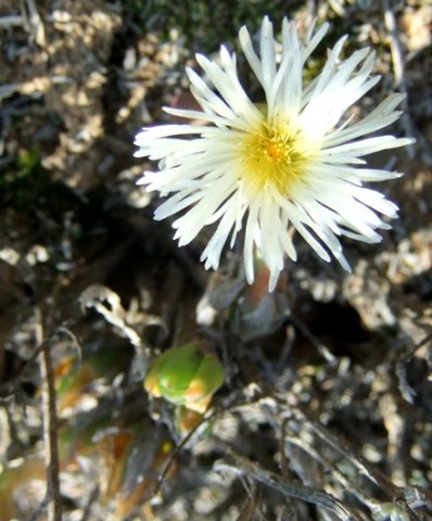 Mesembryanthemum tortuosum in August