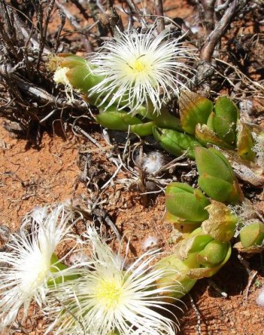 Mesembryanthemum tortuosum flowering
