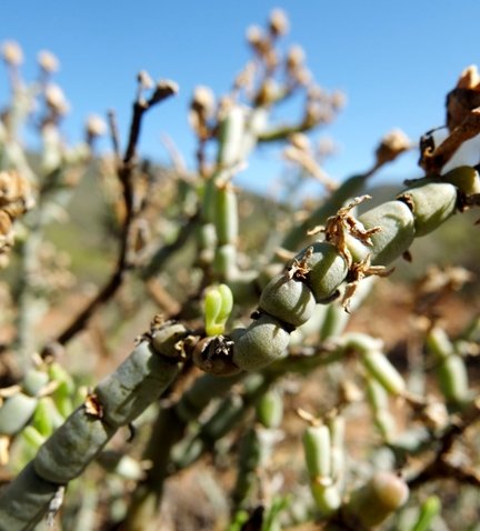 Mesembryanthemum junceum stems