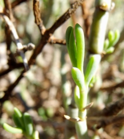 Mesembryanthemum junceum new leaves