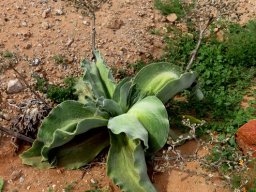 Mesembryanthemum barklyi