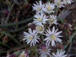 Mesembryanthemum bicorne