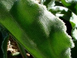 Mesembryanthemum crystallinum leaves