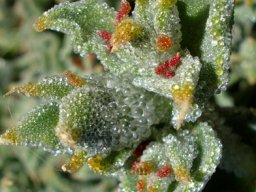 Mesembryanthemum crystallinum stem-tip