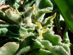 Mesembryanthemum crystallinum leaves big and small
