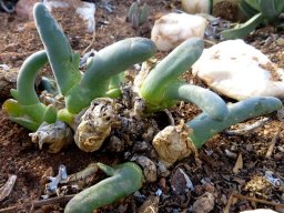 Mesembryanthemum digitatum 