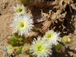 Mesembryanthemum guerichianum showing pluck