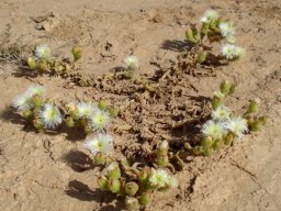 Mesembryanthemum guerichianum animal skin style