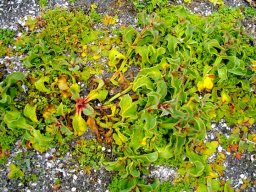 Mesembryanthemum guerichianum leaves