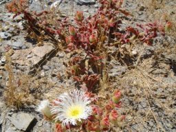 Mesembryanthemum guerichianum finding the spring weather hot