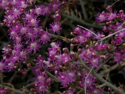 Mesembryanthemum junceum in flower