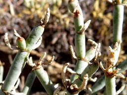 Mesembryanthemum junceum stems