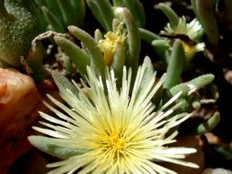 Mesembryanthemum nitidum flowers