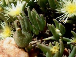 Mesembryanthemum nitidum buds and flowers