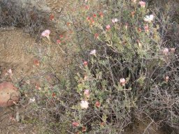 Mesembryanthemum noctiflorum