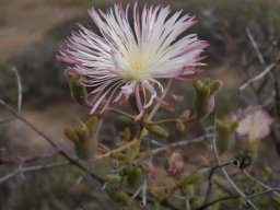 Mesembryanthemum noctiflorum flower and buds