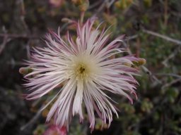 Mesembryanthemum noctiflorum flower