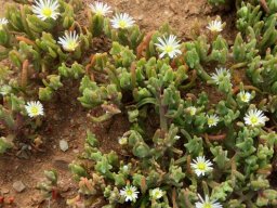 Mesembryanthemum nodiflorum