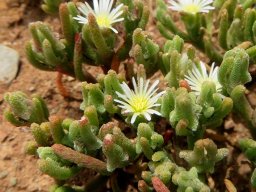 Mesembryanthemum nodiflorum flowers