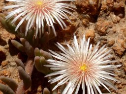 Mesembryanthemum oculatum flowers