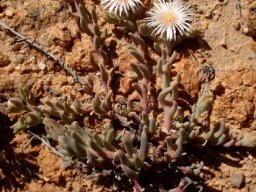 Mesembryanthemum oculatum