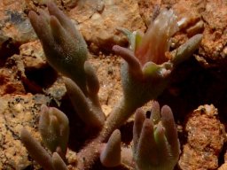 Mesembryanthemum oculatum buds