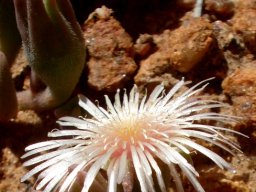 Mesembryanthemum oculatum petal length differences