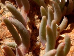 Mesembryanthemum oculatum leaves