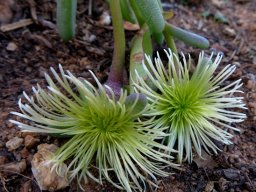 Mesembryanthemum prasinum