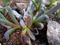 Mesembryanthemum prasinum leaves