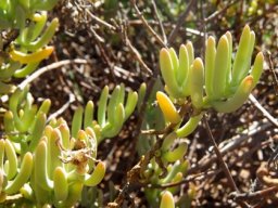 Mesembryanthemum splendens branches