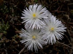 Mesembryanthemum splendens flowers