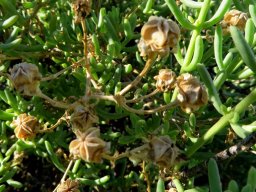 Mesembryanthemum splendens fruit capsules