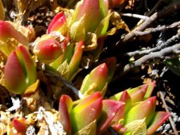 Mesembryanthemum tortuosum ghost leaves