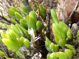 Mesembryanthemum tortuosum leaves