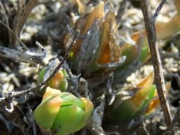 Mesembryanthemum tortuosum
