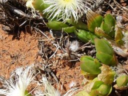Mesembryanthemum tortuosum flowering