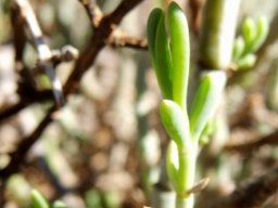 Mesembryanthemum junceum new leaves