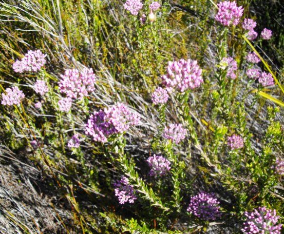 Metalasia cymbifolia