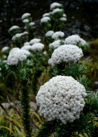 Metalasia densa inflorescences