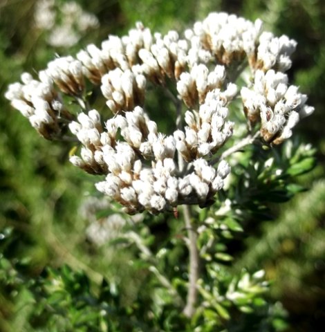 Metalasia densa inflorescence
