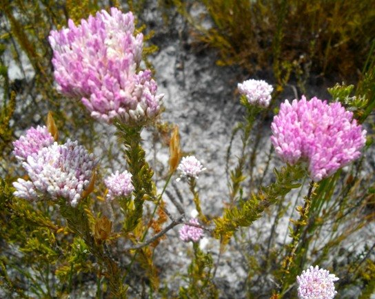 Metalasia erubescens
